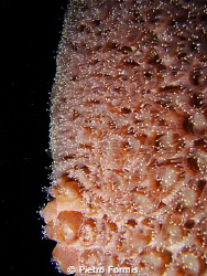 Night life, fluorescent coral polyps, Abu Dabbab, Marsa A... by Pietro Formis 